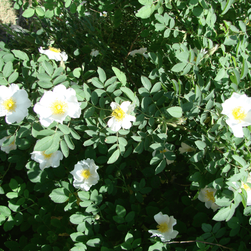Himalayan rosehip multiflora