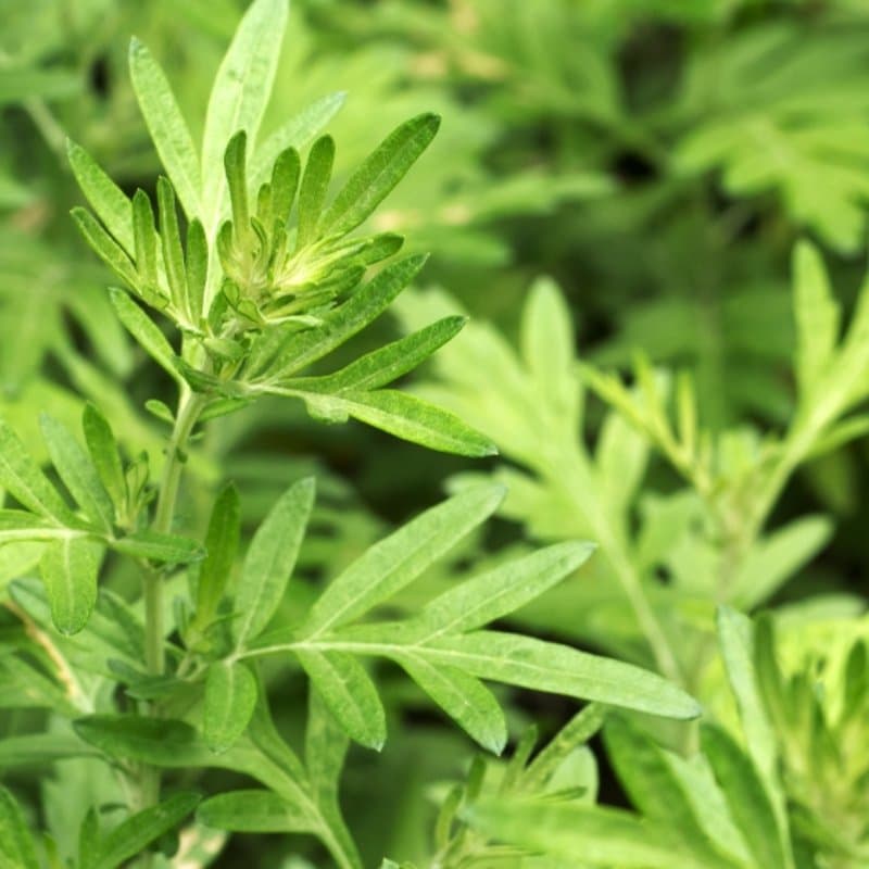 Artemisia Argyi, chinese mugwort, ai ye mugwort