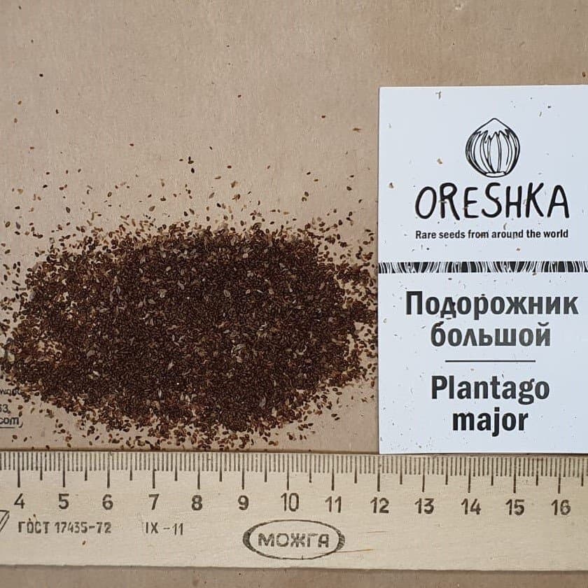 Plantago Major