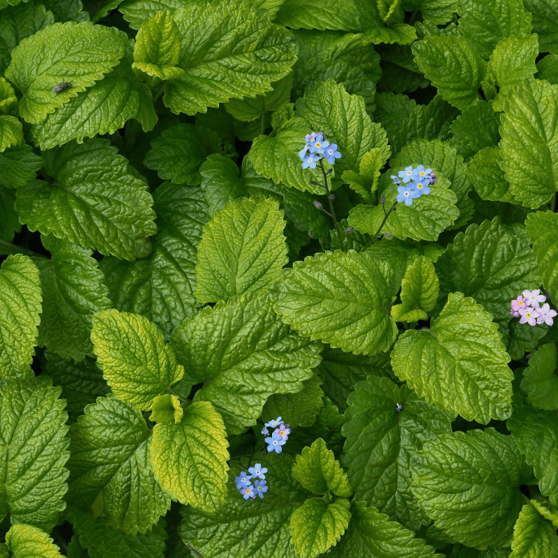 Lemon balm