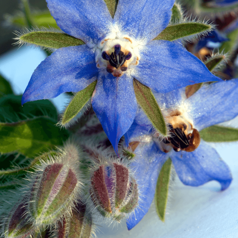 Borage, Starflower