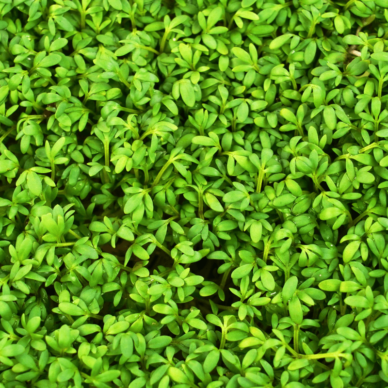 Halim, Garden cress