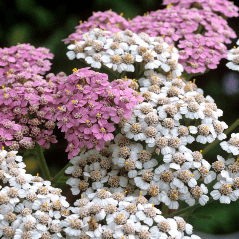 Yarrow pink and white