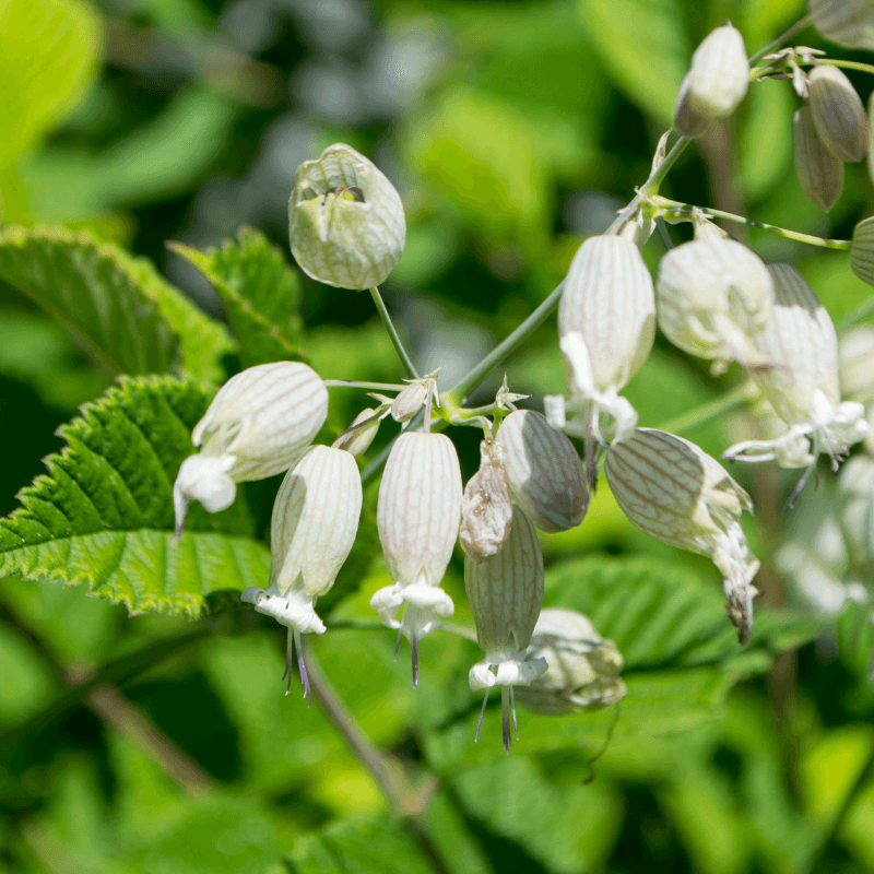 Bladder campion, Maidenstears