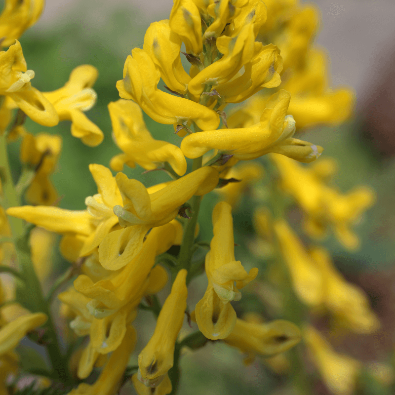 Corydalis aurea, Golden smoke