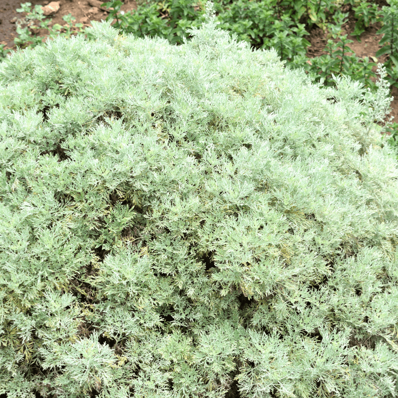Common wormwood