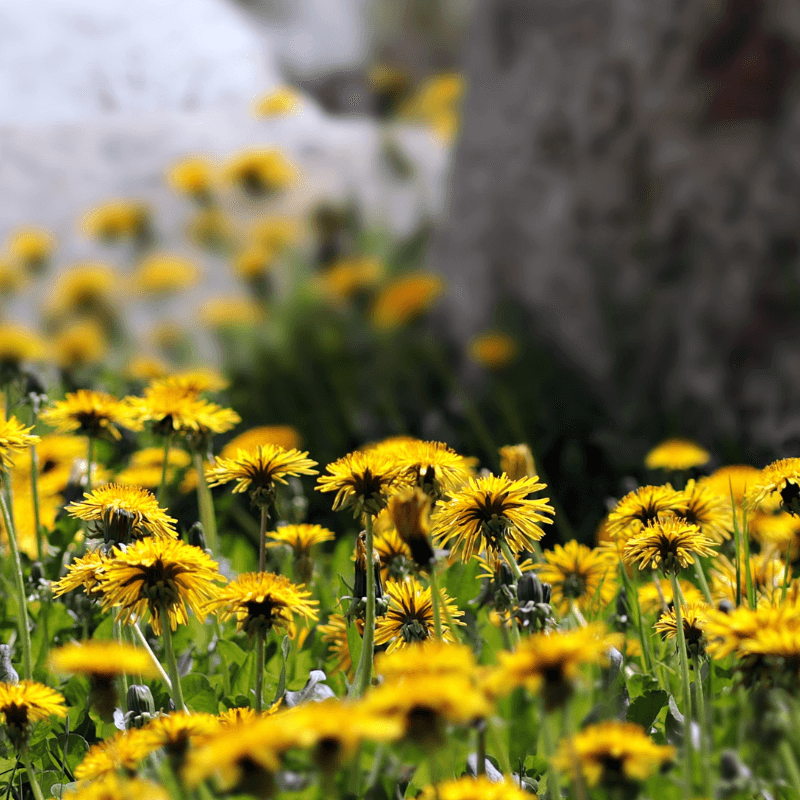 Dandelion