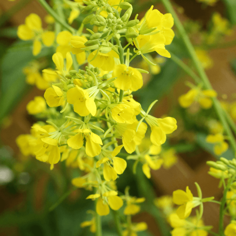 Brown mustard