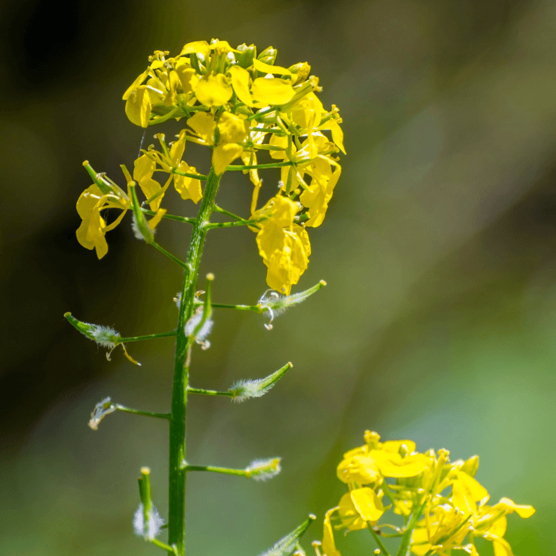 Yellow mustard