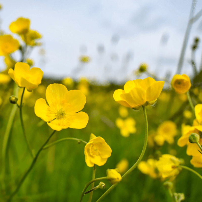 Chinese Buttercup, Hecatonia pilosa