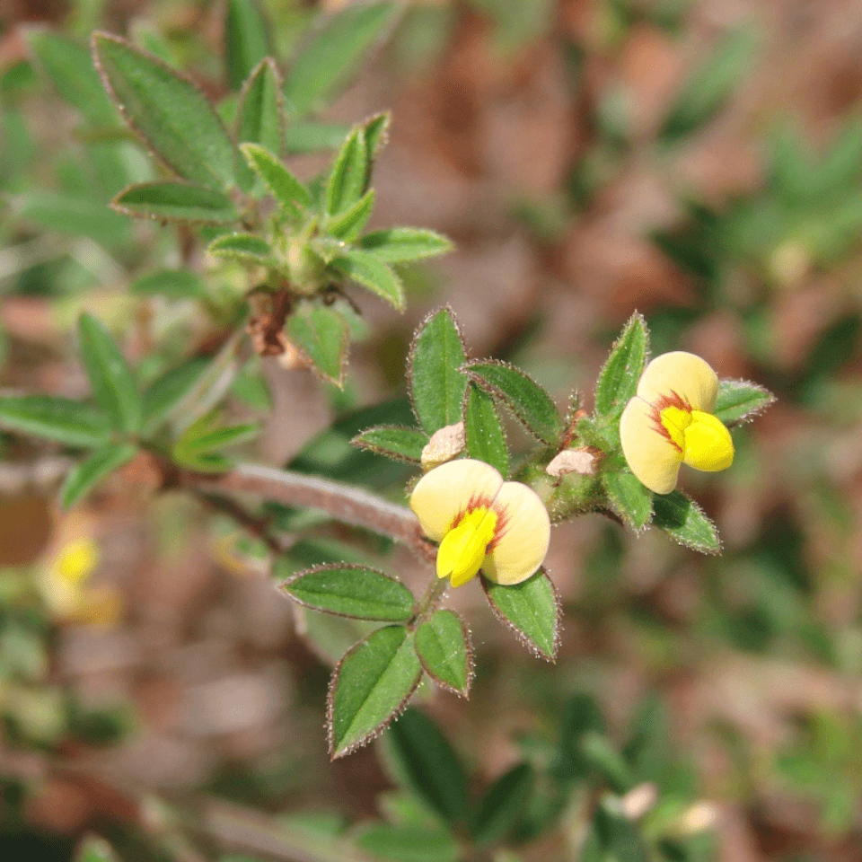 Shrubby stylo