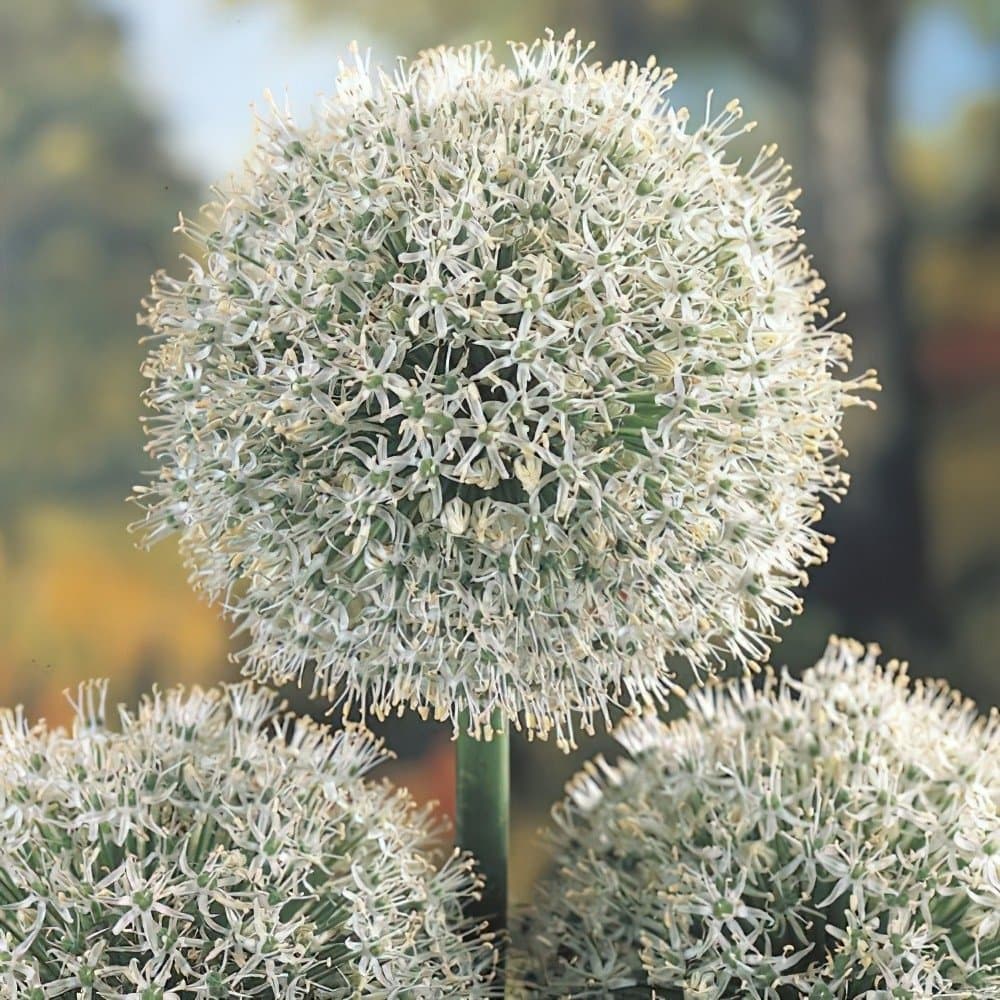 Scallion white flower, Allium fistulosum