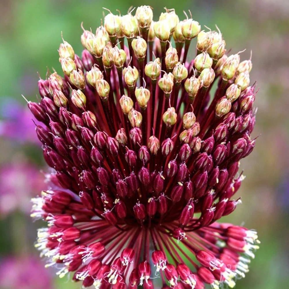 Scallion red flower, Allium Red Mohican