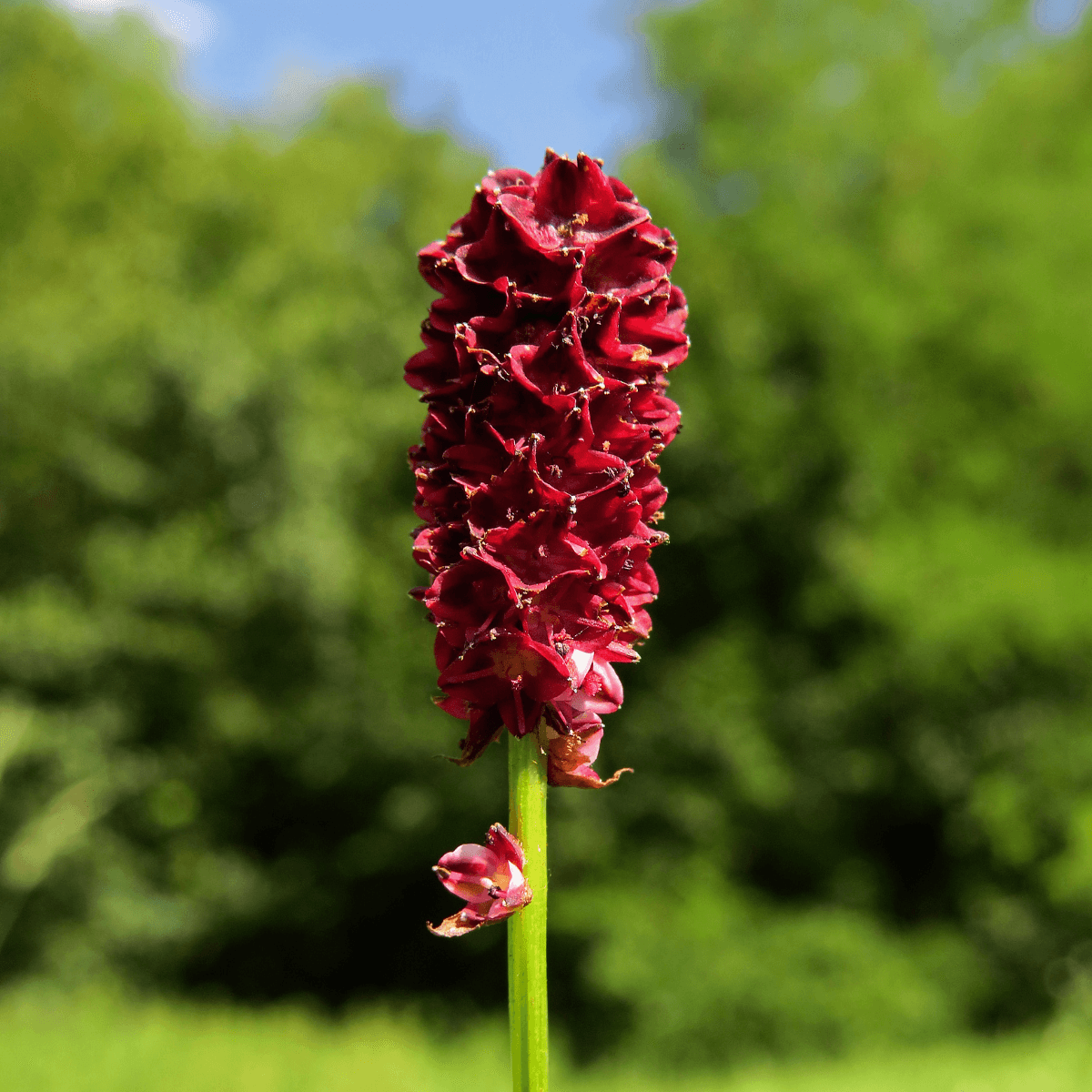 Great burnet, Sanguisorba officinalis
