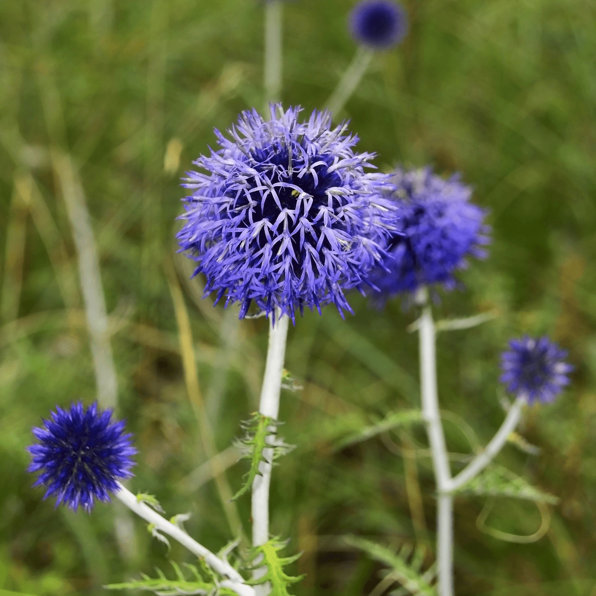 Globe thistle, Echinops sphaerocephalus