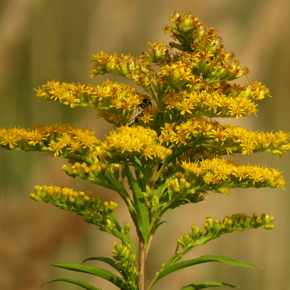 Goldenrod, Solidago