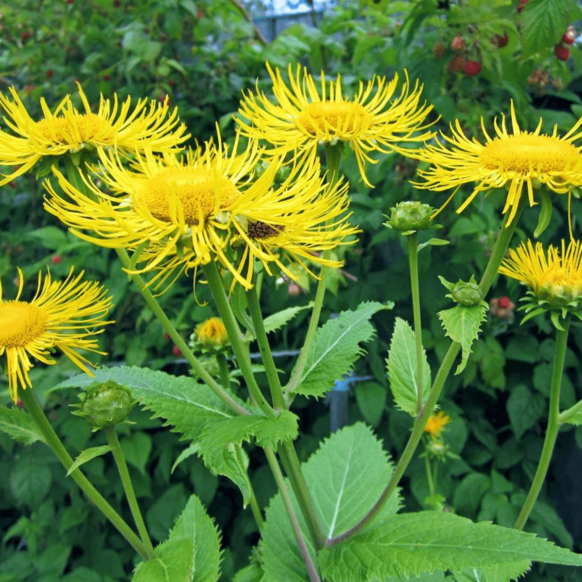 Inula, Elecampane