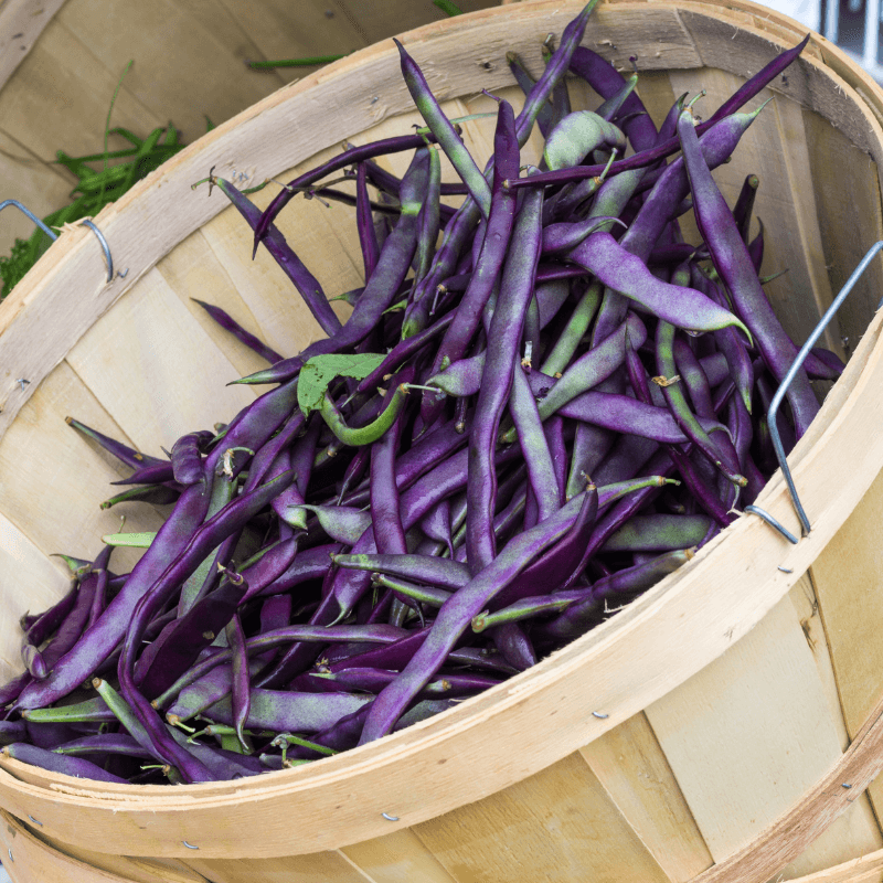 Purple Pod Beans, Fiery Violet Pods