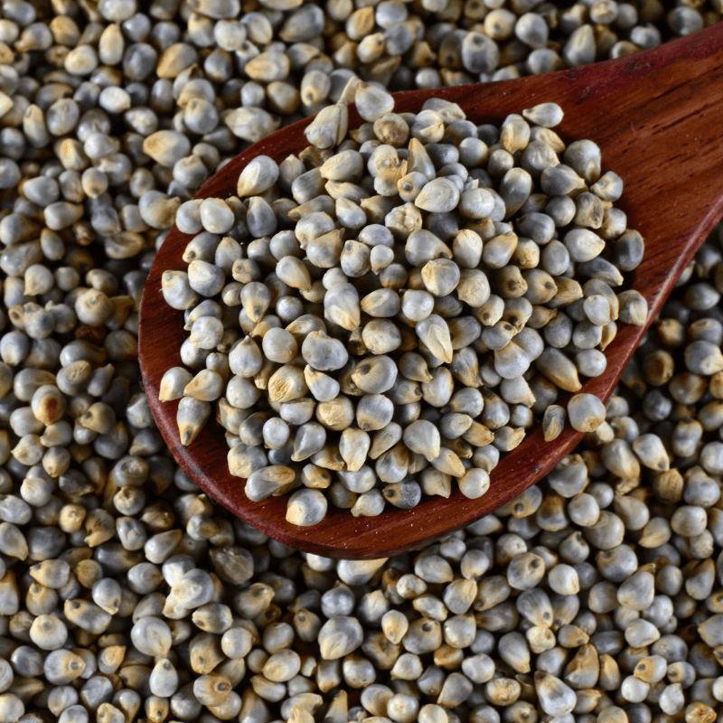 Pearl millet, Bajra