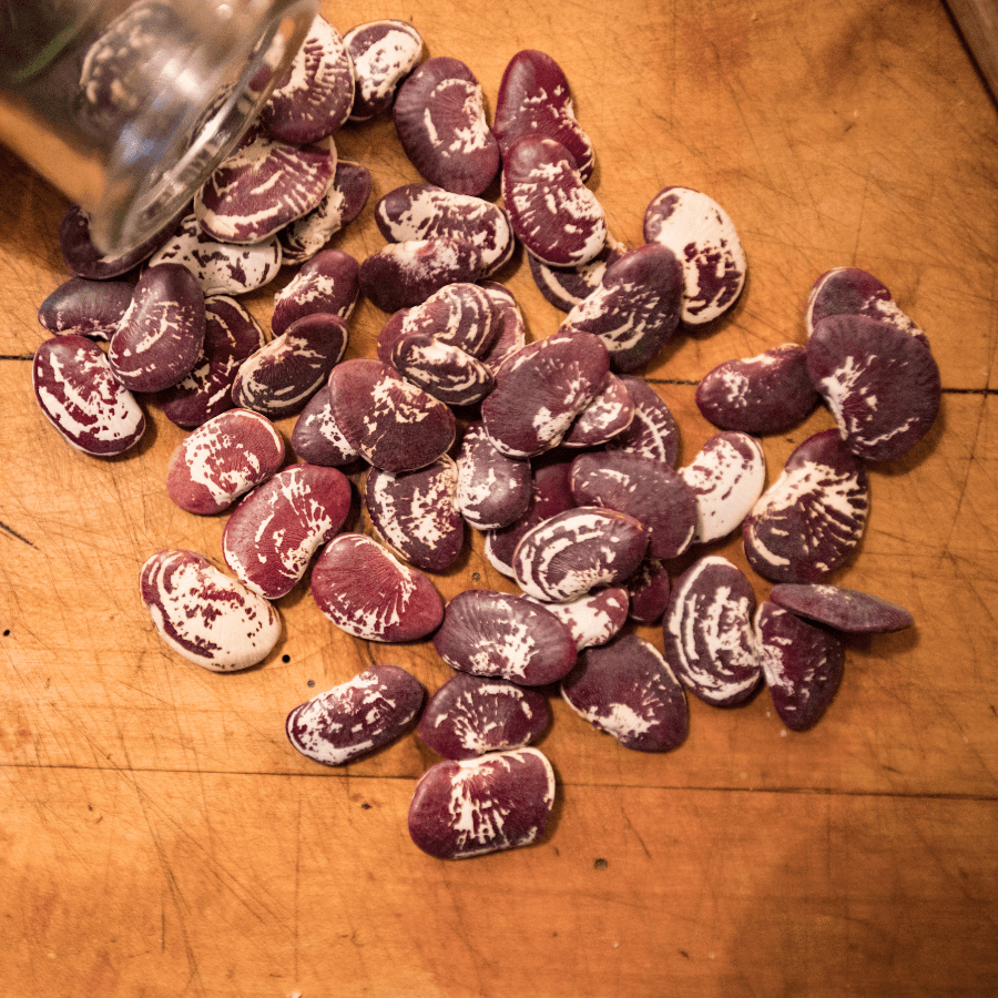 Christmas lima beans