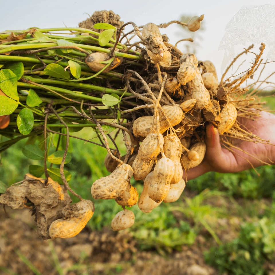 Selected peanuts