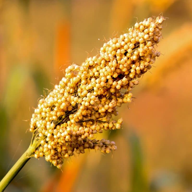 Jowar, new quinoa