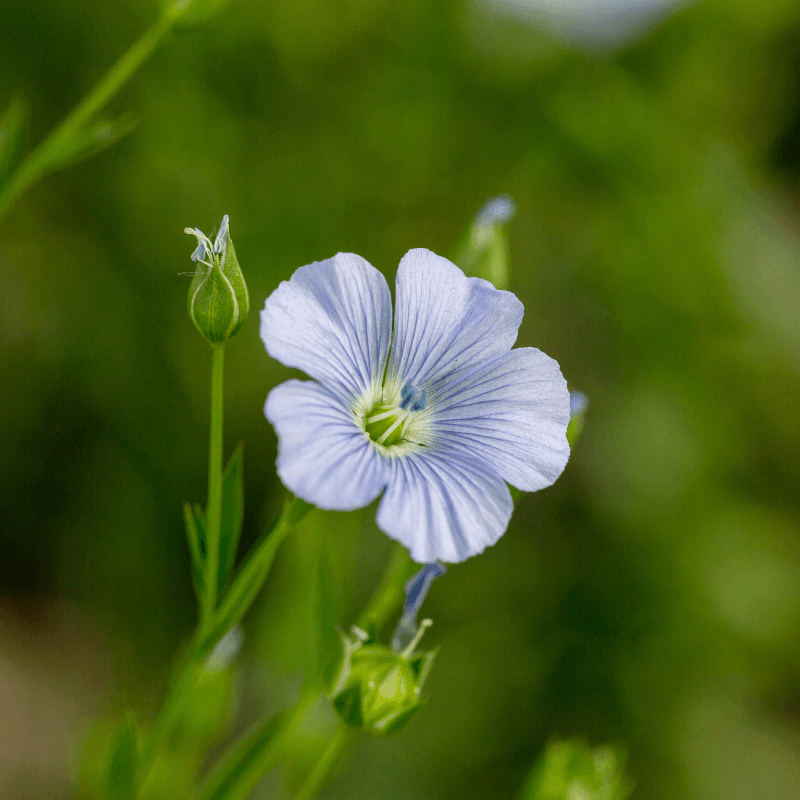 Flax, Brown linseed