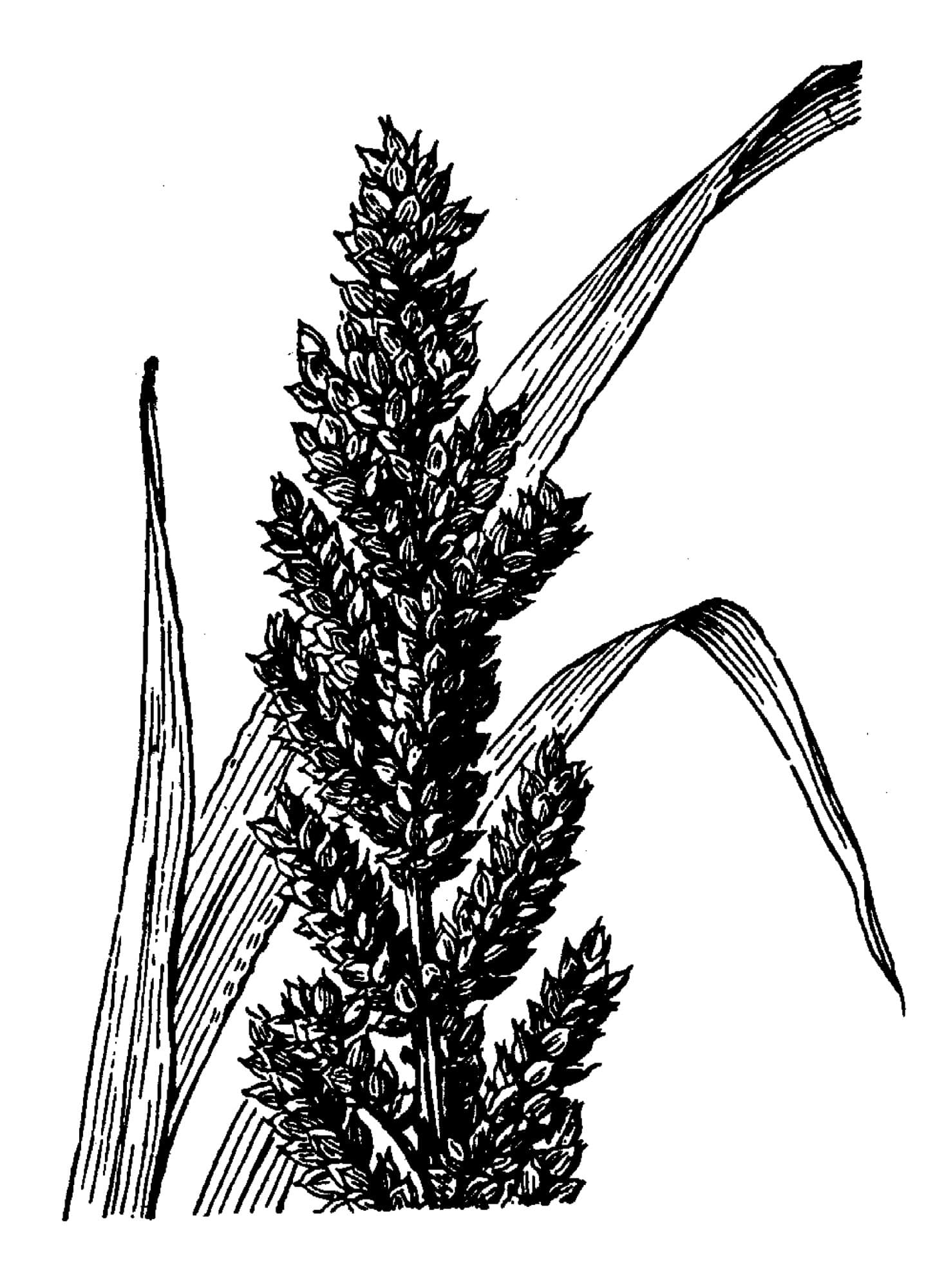 Barnyard Millet