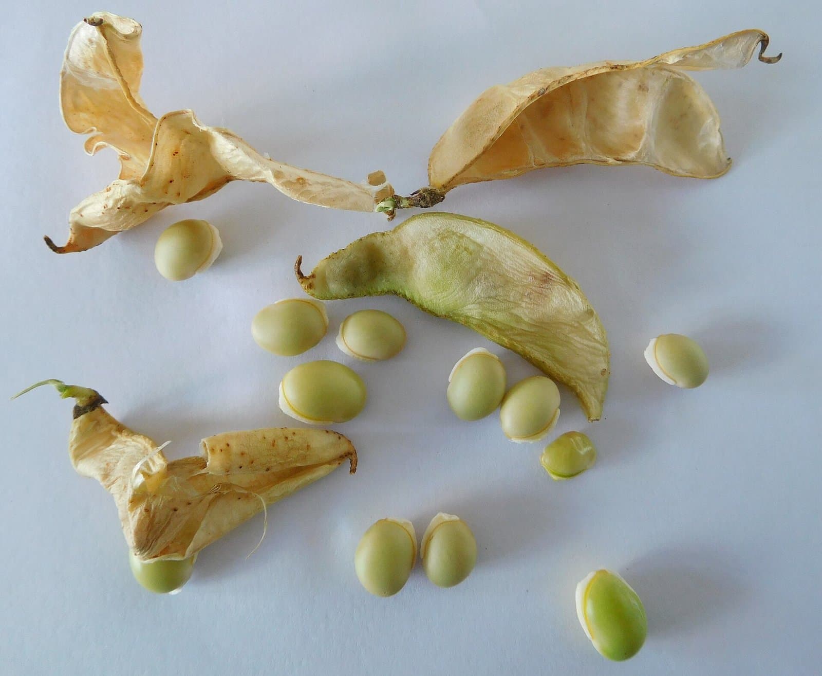 Small Lima Beans
