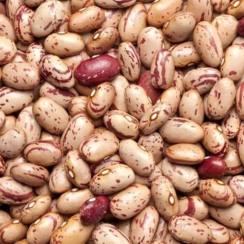 Rajma beans Chitra (pinto)