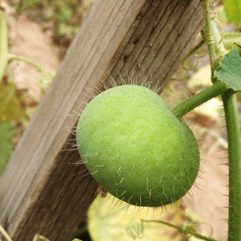 Tinda, Green baby pumpkin, Apple gourd