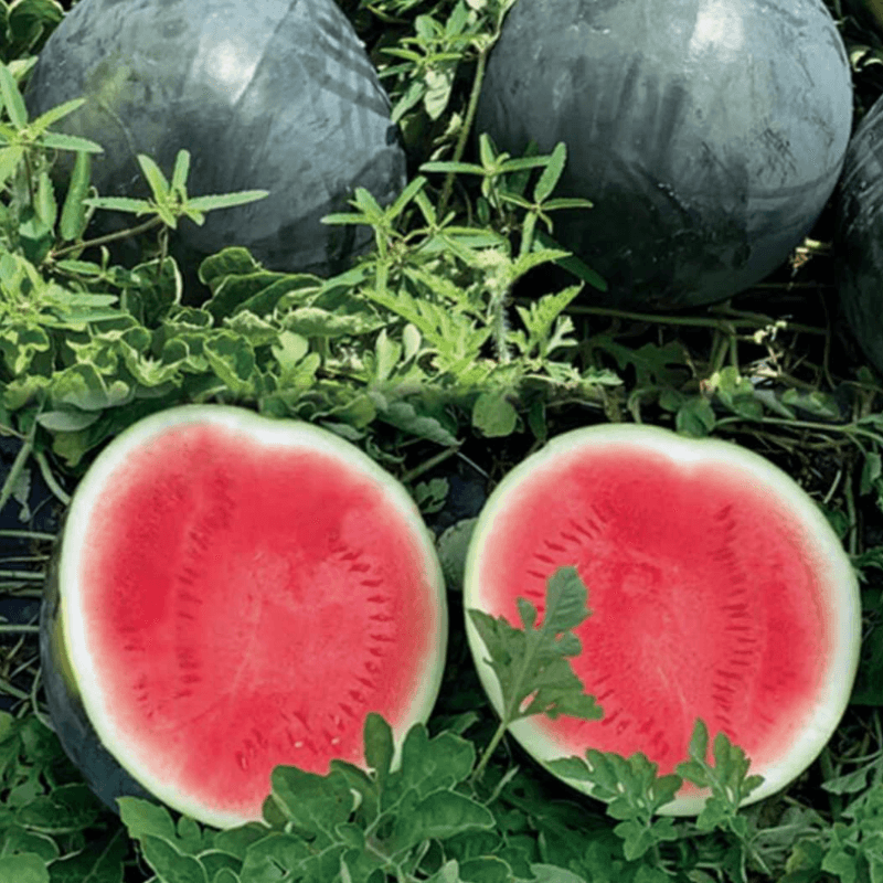 Watermelon Round Black