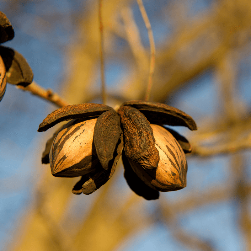 Pecan, Carya illinoinensis, Hickory Nut, Sweet Pecan