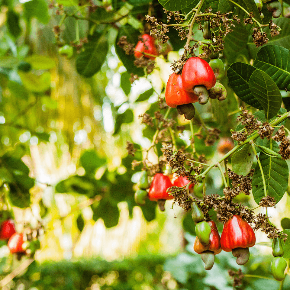Cashew, Cashew Nut, Anacardium occidentale, Kajoo, Caju Nut
