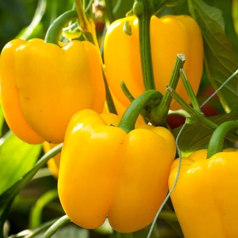Sweet yellow pepper