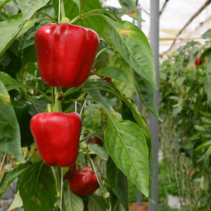 Sweet red pepper