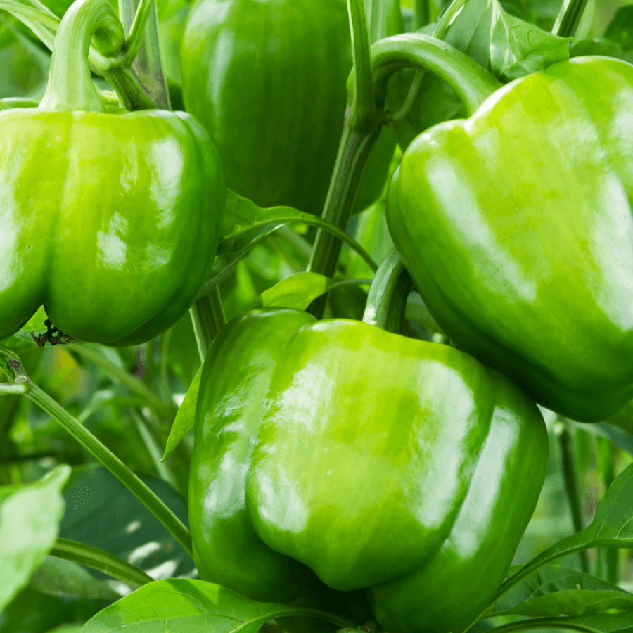 Sweet green pepper
