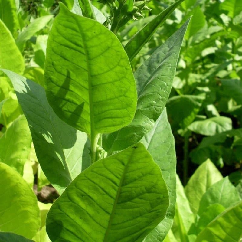 Tobacco turkish