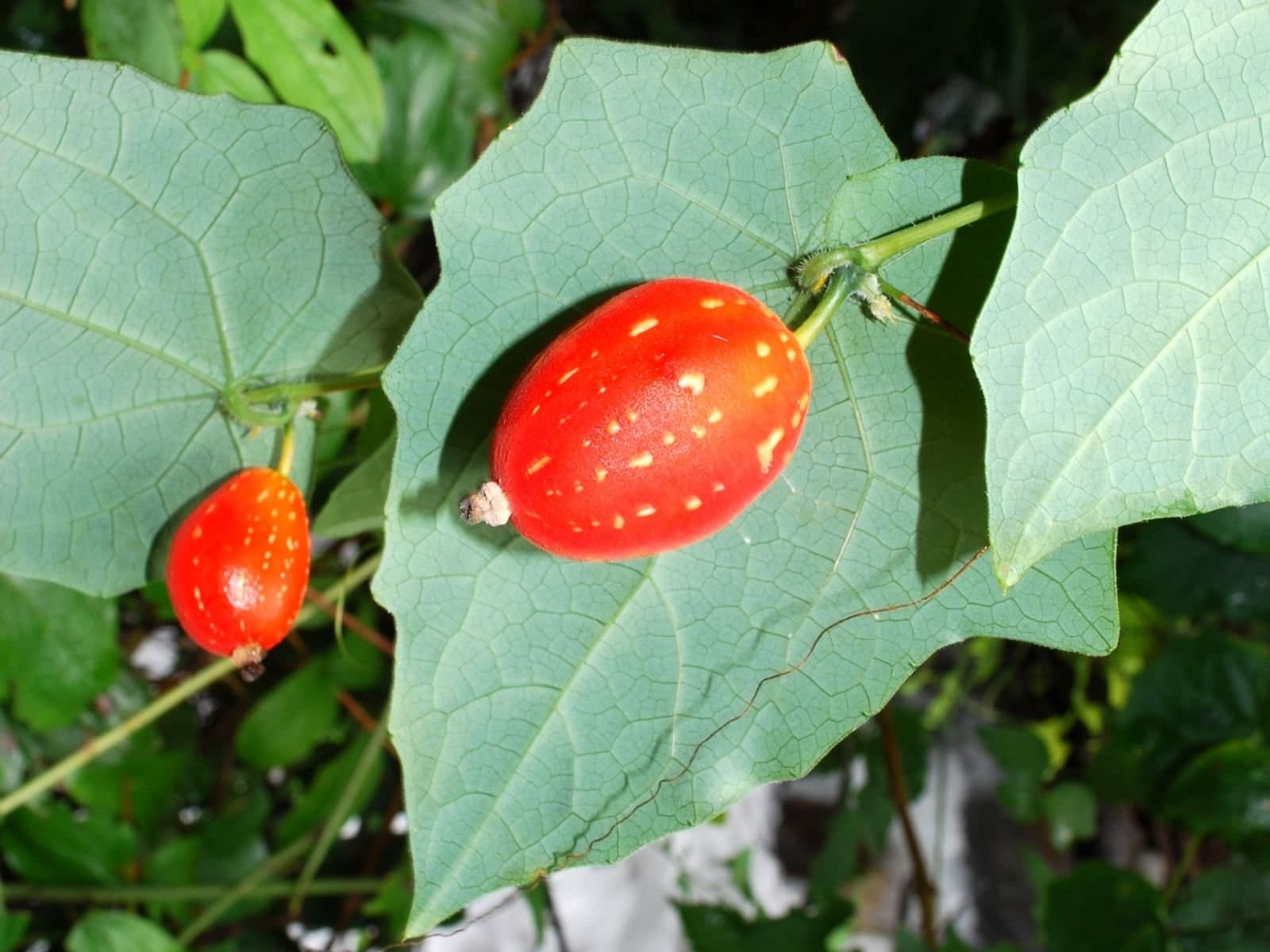 Solena amplexicaulis, Creeping cucumber, Solena umbellata