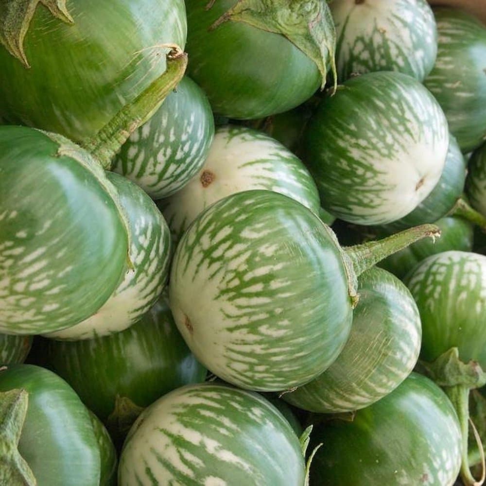Thornless eggplant