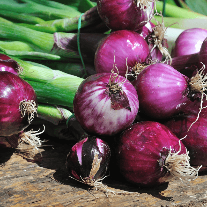 Onion selection red