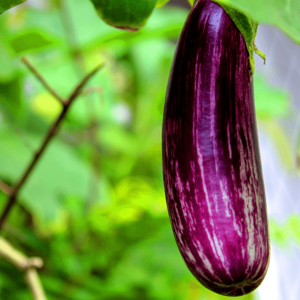 Eggplant (Brinjal) Pusa purple long