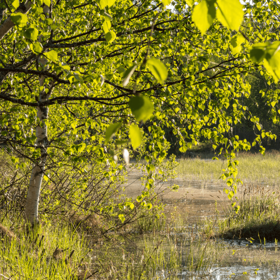 Betula pendula seeds growing guide