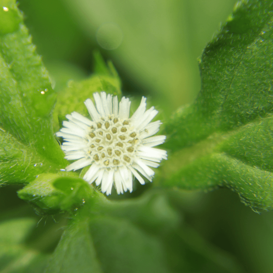 Oldenlandia cristata seeds growing guide