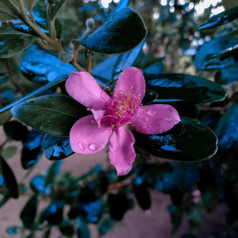 Rhodomyrtus tomentosa seeds growing guide