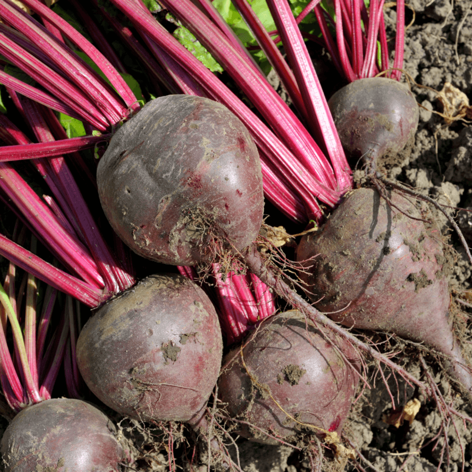 Beetroot seeds growing guide