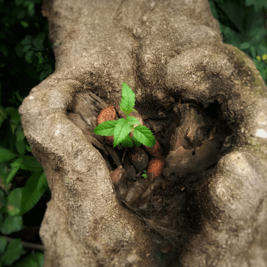 Pongamia pinnata seeds growing guide