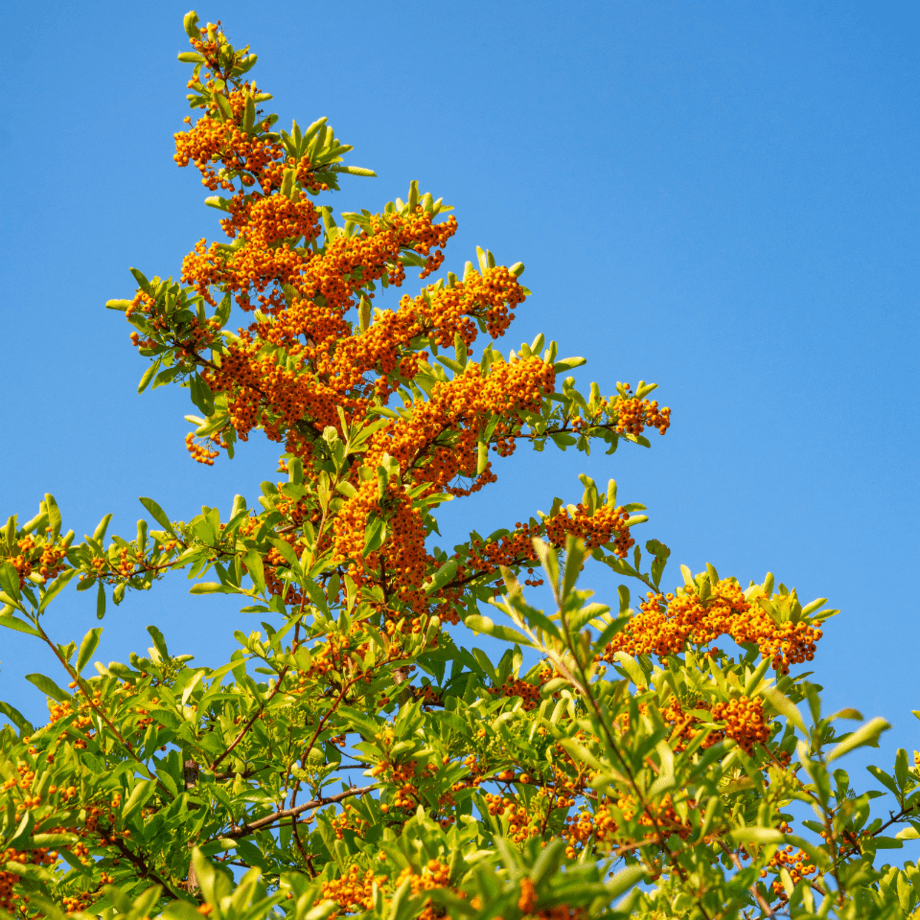 Pyracantha seeds growing guide