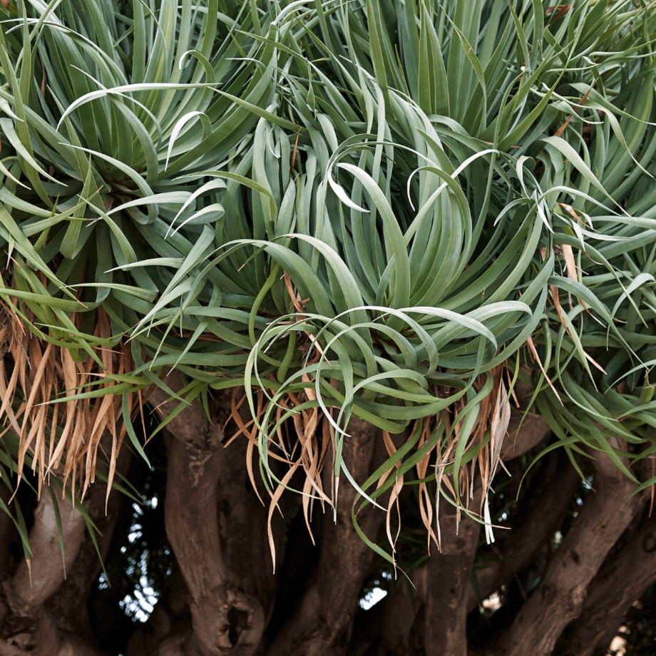 Dracena seeds growing guide