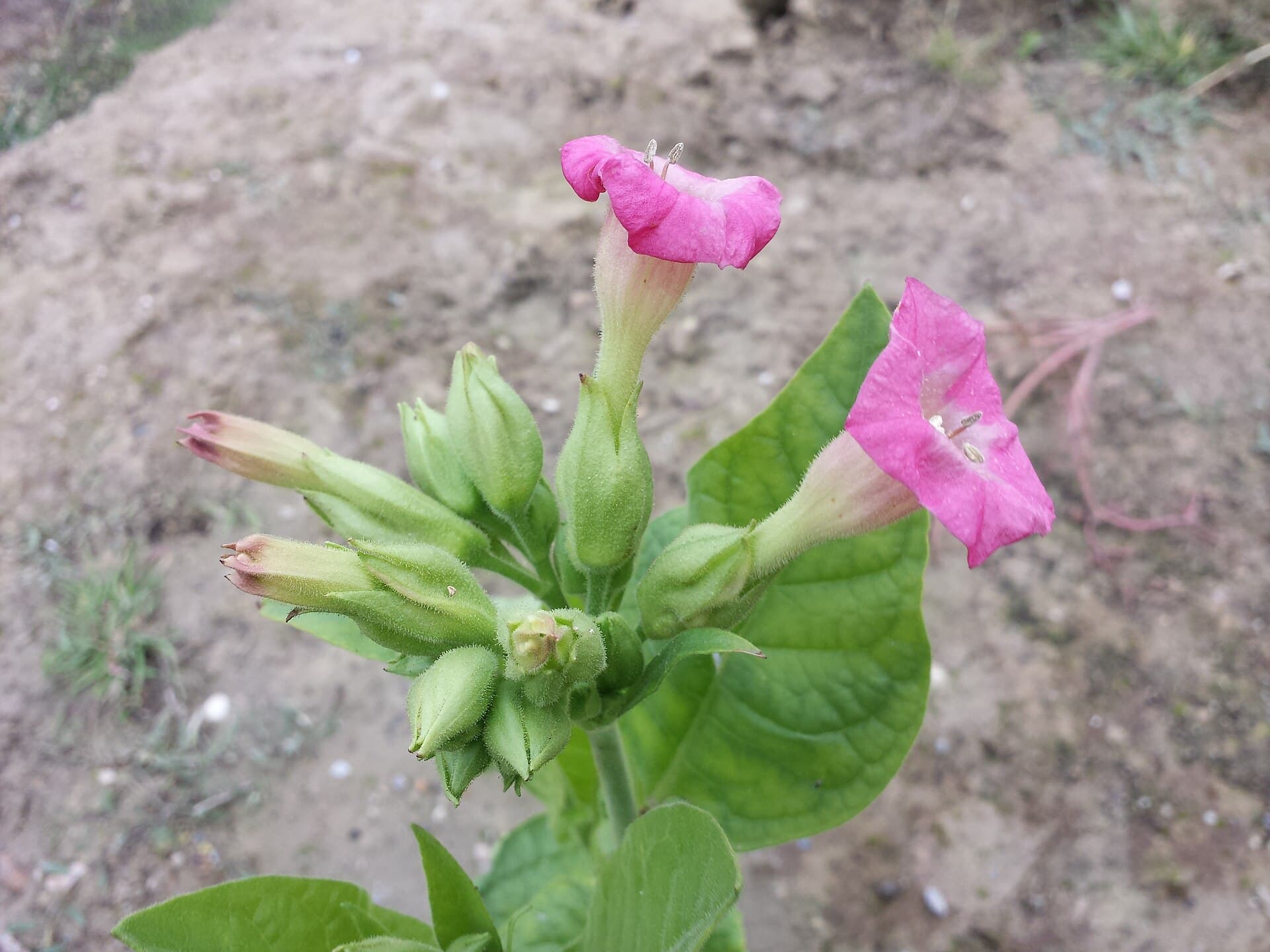 Reference image for Nicotiana tabacum